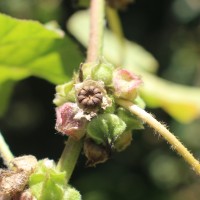 Malva parviflora L.